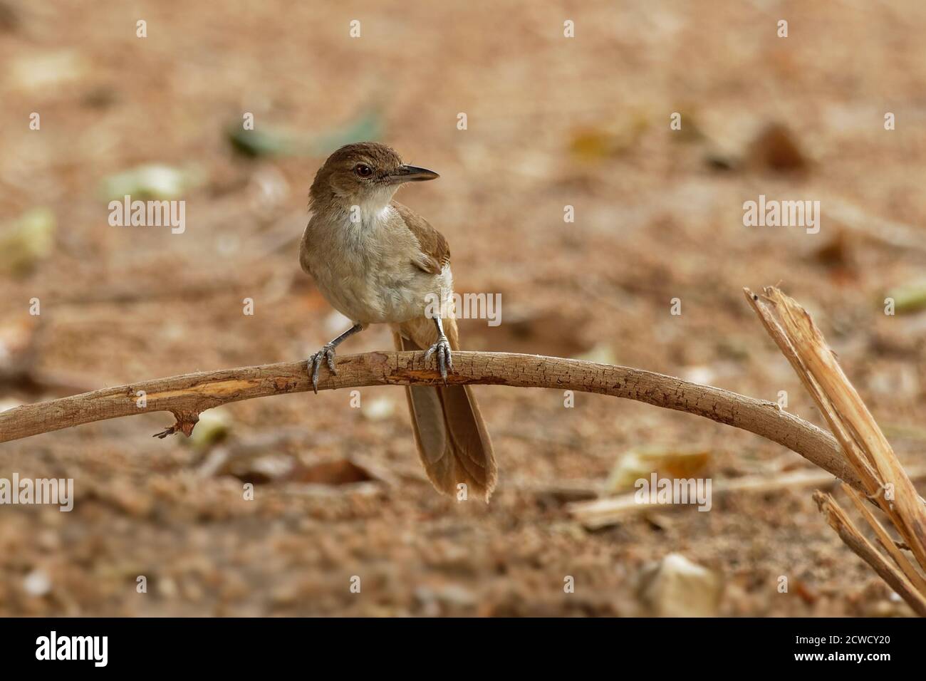 Terrestrial Brownbul - Phyllastrephus terrestris songbird inbulbul famiglia Pycnonotidae, nell'Africa orientale e sudorientale, gli habitat sono foreste secche, Foto Stock