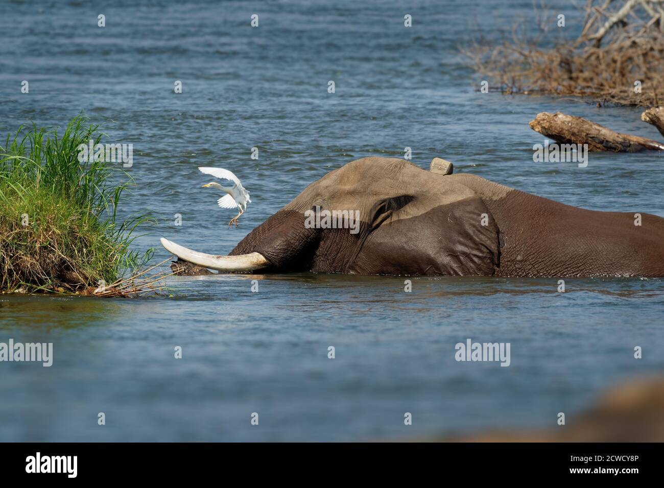 Afro Bush Elefante - Loxodonta africana elefante balneazione e nuoto nel fiume Zambesi, Mana piscine in Zimbabwe vicino Zambia montagne. Foto Stock