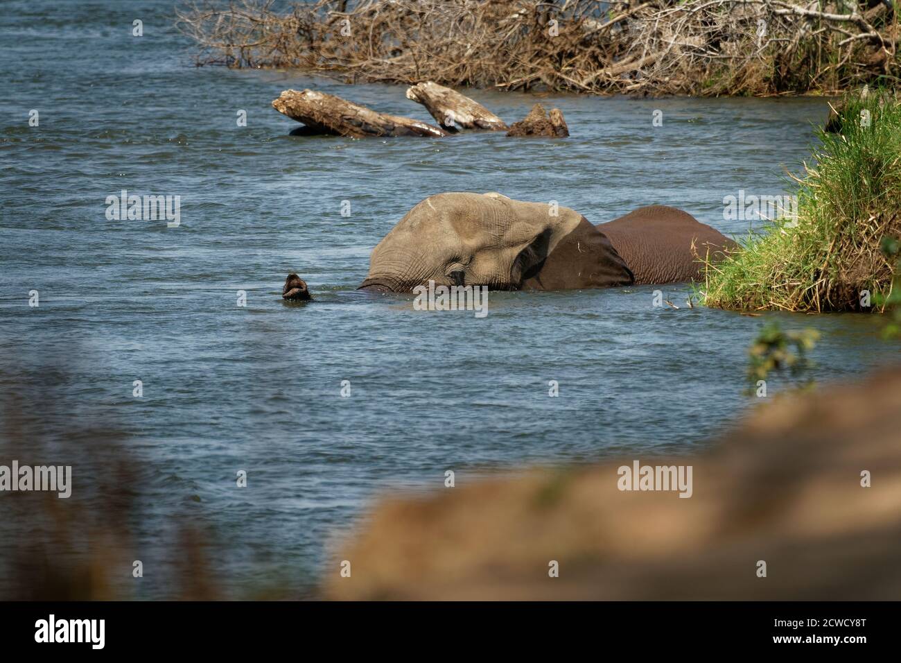 Afro Bush Elefante - Loxodonta africana elefante balneazione e nuoto nel fiume Zambesi, Mana piscine in Zimbabwe vicino Zambia montagne. Foto Stock