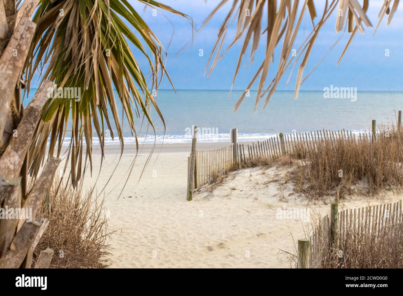 Palmetto Tree sulla spiaggia contro un cielo blu con spazio di copia in orientamento orizzontale sul Golden Mile a Myrtle Beach, Carolina del Sud Foto Stock