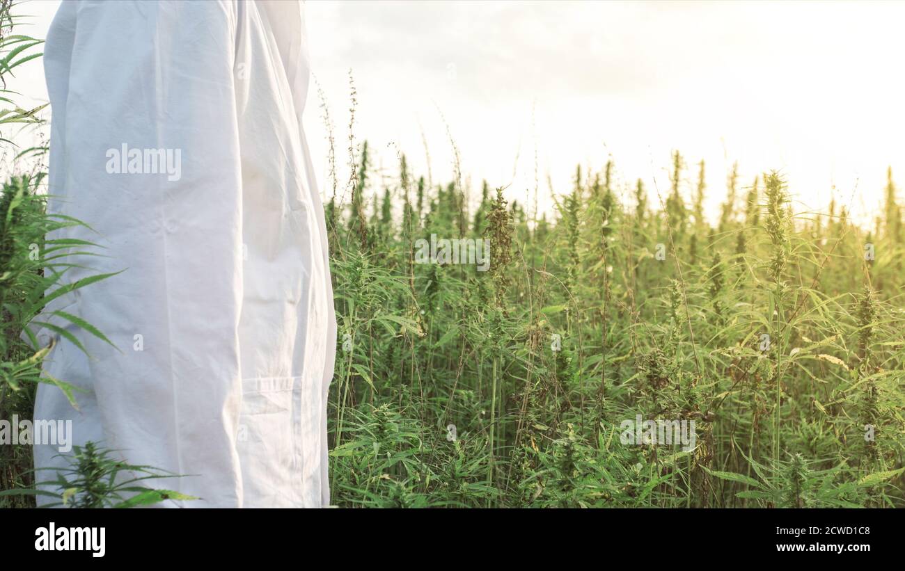 Medico scienziato che controlla le piante di canapa sul campo di fattoria. Cannabis terapeutica sativa. Foto Stock