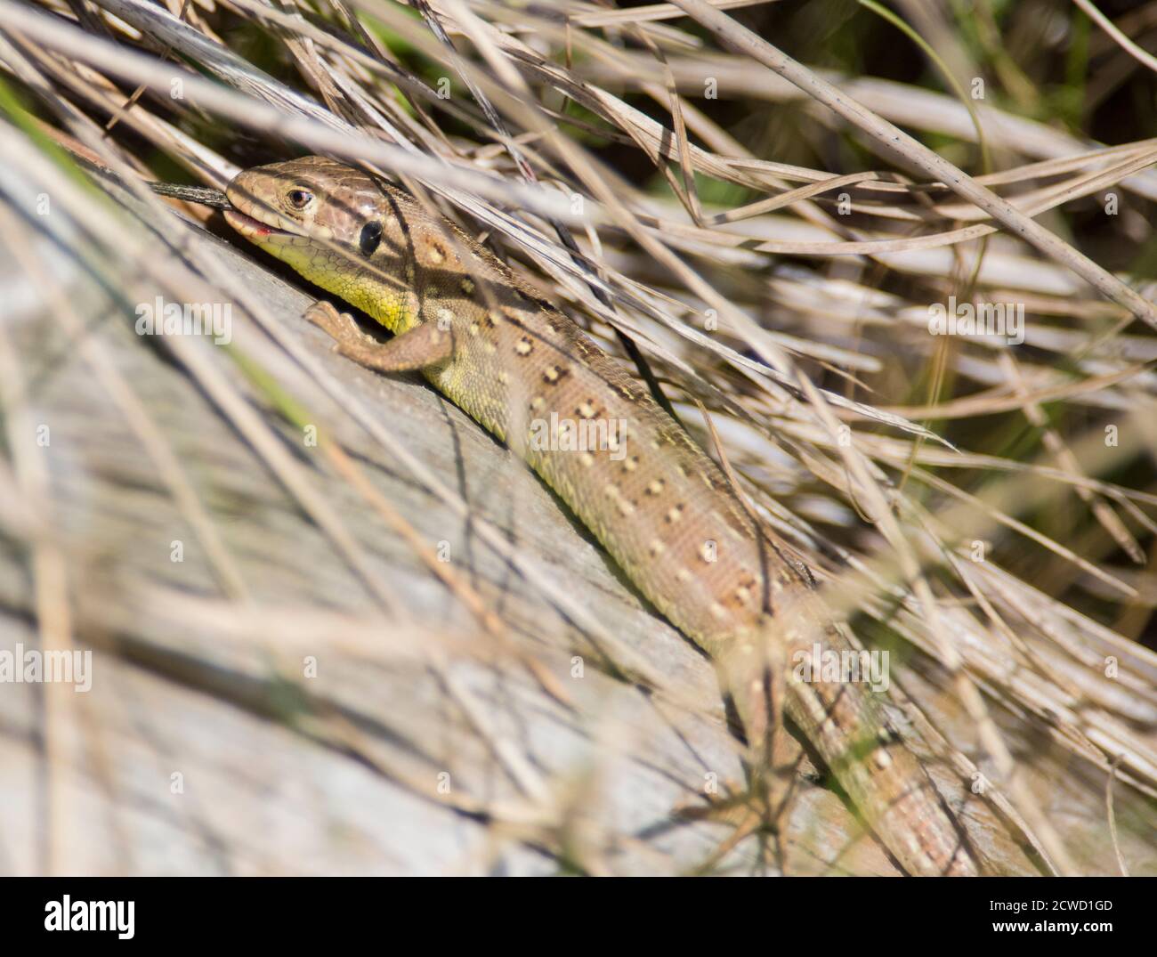 Lizard di sabbia femminile (Lacerta agilis) che mangia una lucertola giovane comune. Foto Stock