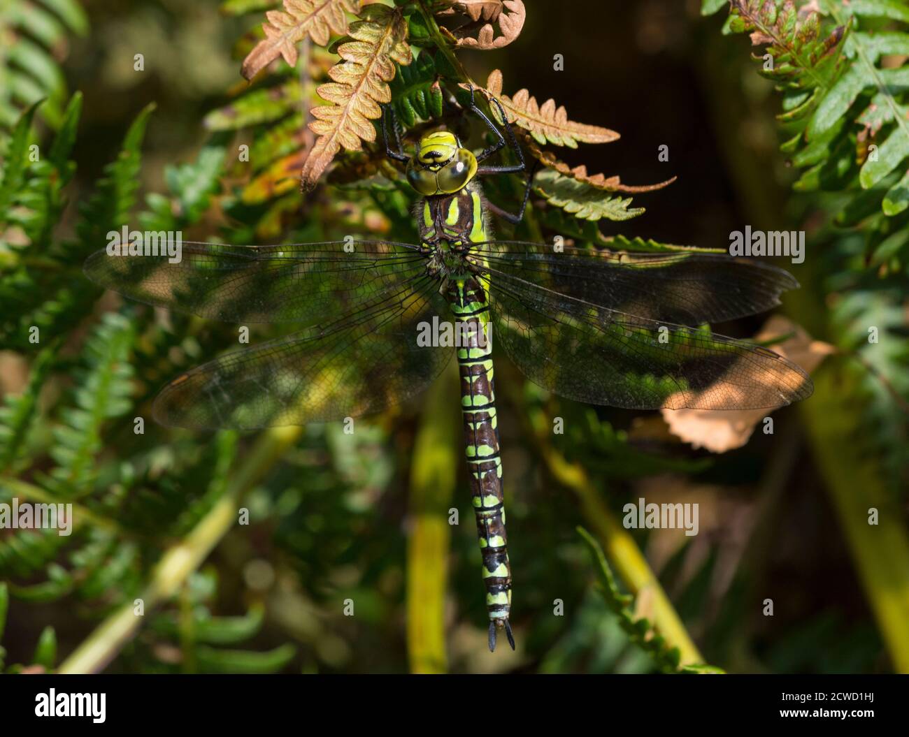 Femmina di Dragonfly di falco meridionale (Aeshna cyanea) che riposa su bracken. Foto Stock