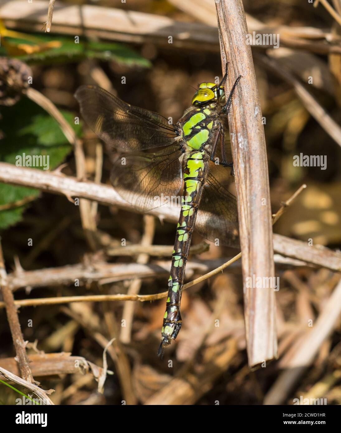 Femmina di Dragonfly di falco meridionale (Aeshna cyanea) che riposa su bracken. Foto Stock