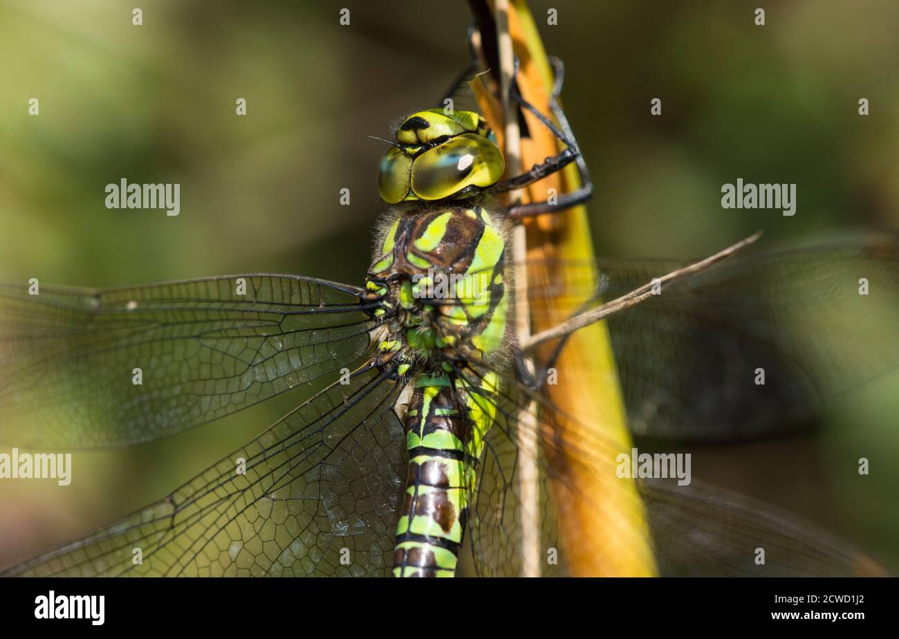 Femmina di Dragonfly di falco meridionale (Aeshna cyanea) che riposa su bracken. Foto Stock