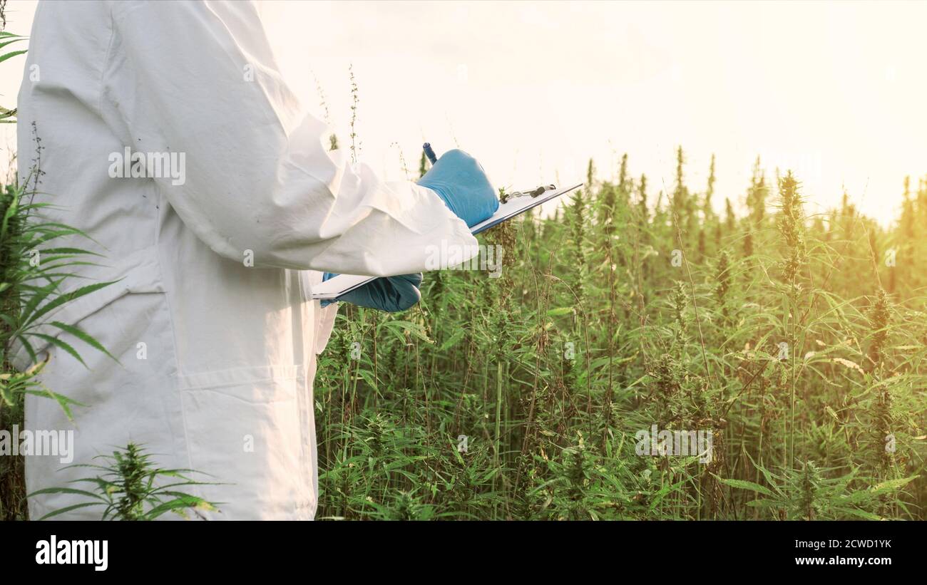 Scienziato che esamina piante di cannabis su campo di canapa industriale. Foto Stock
