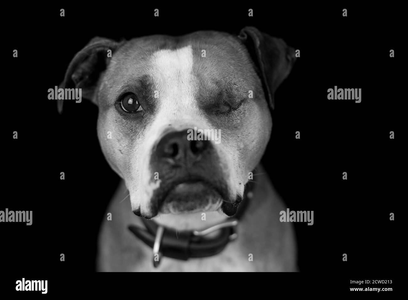 One eyed Bulldog - ritratto in bianco e nero con sfondo nero Foto Stock