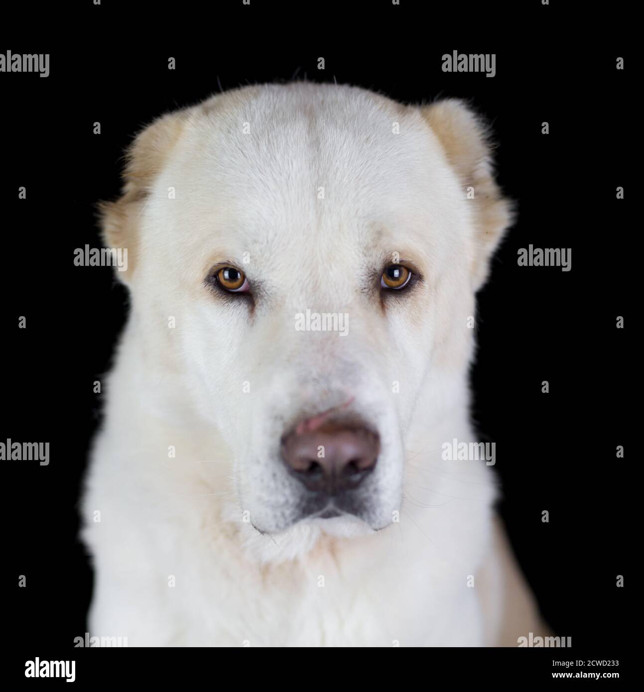 Central Asian Shepherd Dog (Alabai, Ovcharka) - ritratto in studio con sfondo nero Foto Stock