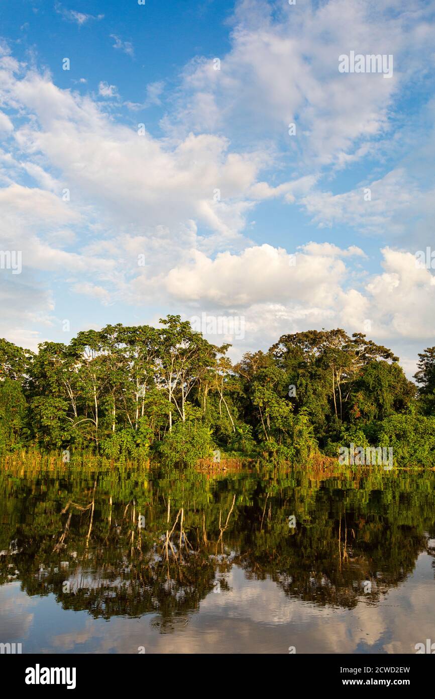 Riflessioni della riva del fiume sul lago Yanayacu, Río Pacaya, riserva di Pacaya-Samiria, Perù. Foto Stock