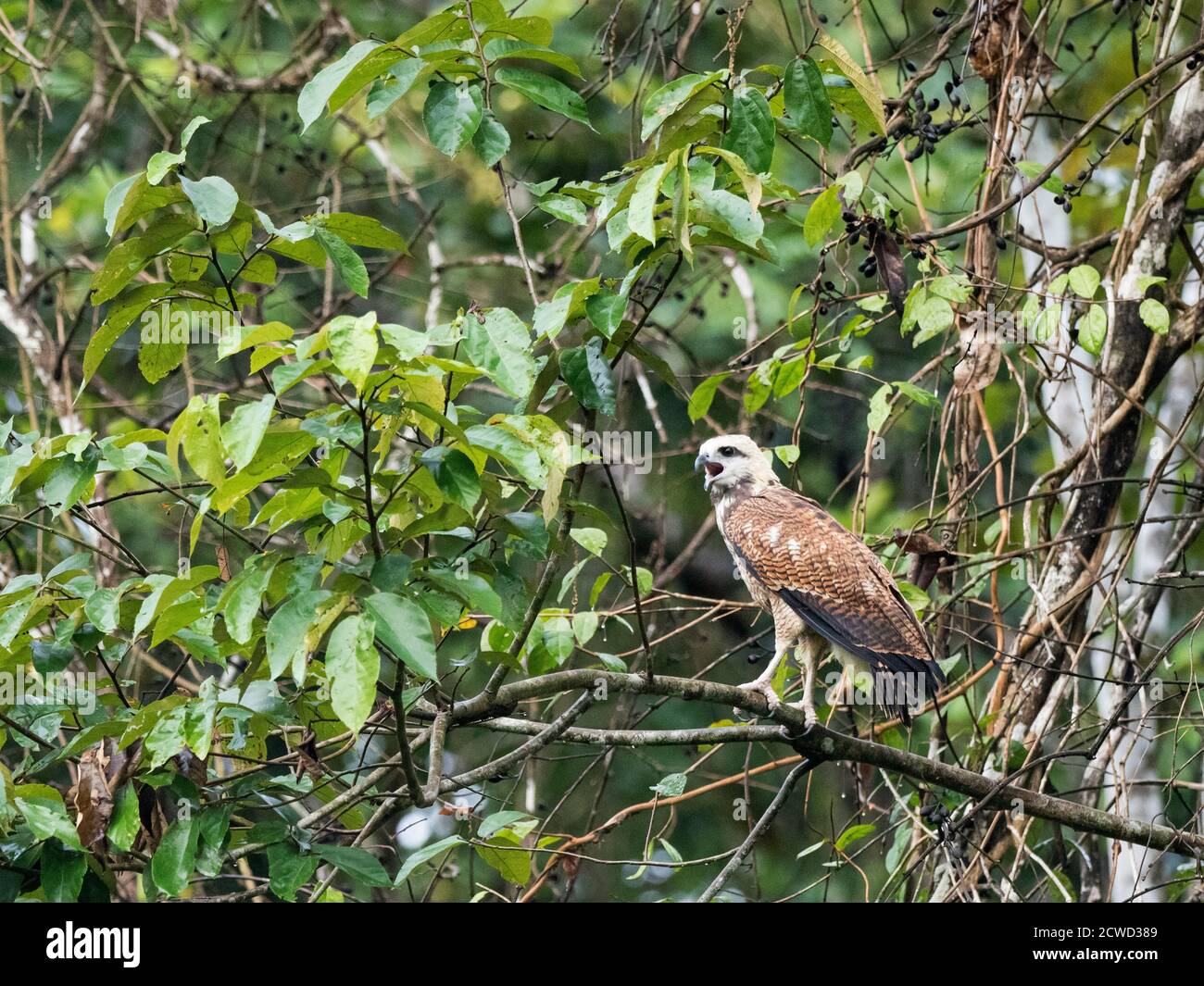 Un giovane falco nero-colato, Busarellus nigricollis, Nauta Caño, riserva di Pacaya-Samiria, Perù. Foto Stock