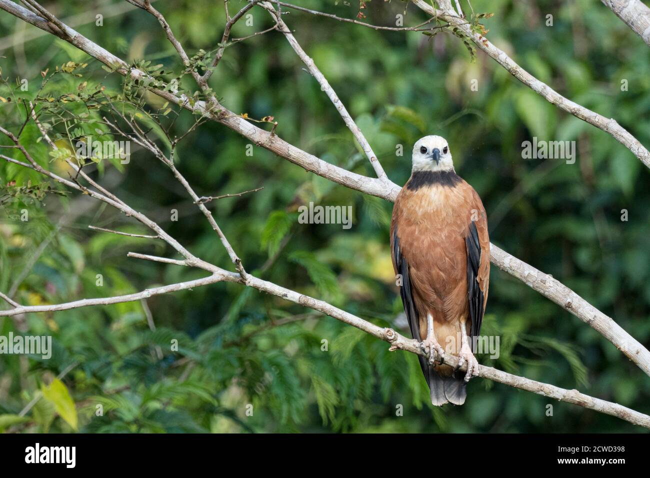 Un falco colato nero adulto, Busarellus nigricollis, Nauta Caño, riserva di Pacaya-Samiria, Perù. Foto Stock