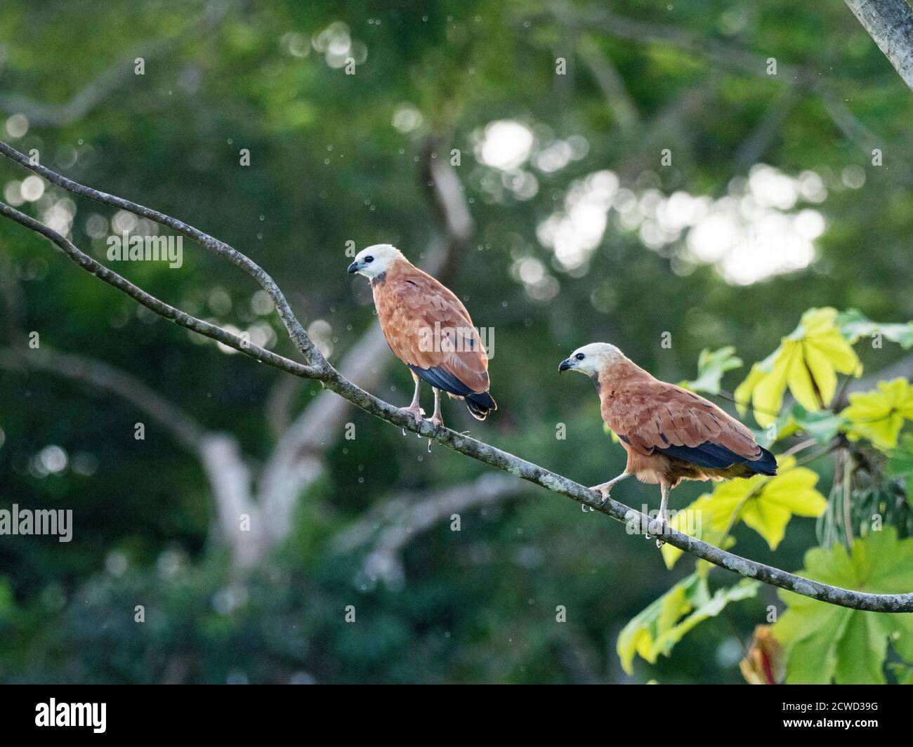 Un paio di falchi neri adulti, Busarellus nigricollis, Nauta Caño, riserva di Pacaya-Samiria, Perù. Foto Stock