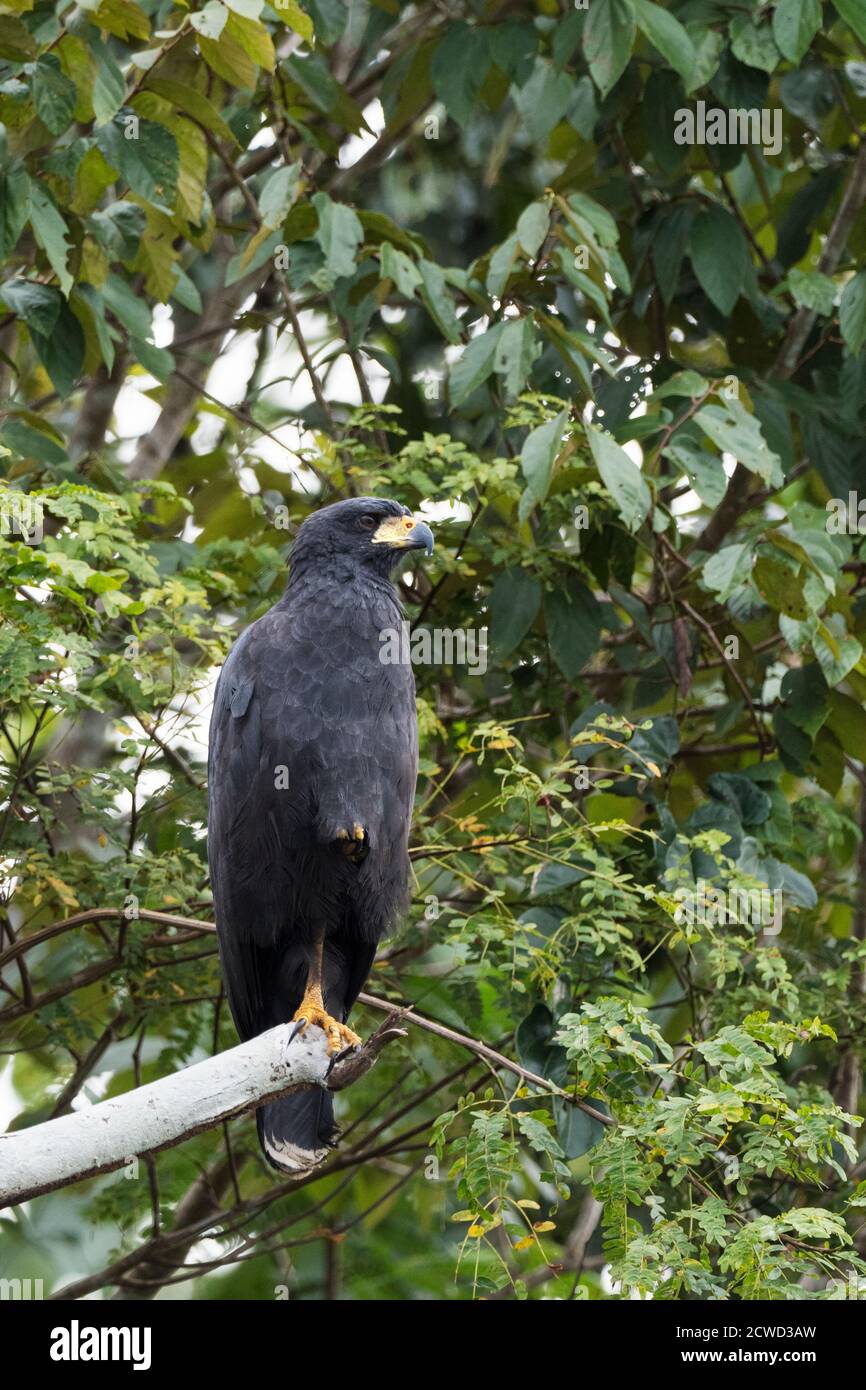 Un grande falco nero per adulti, Buteogallus urubitinga, arroccato lungo il fiume Pacaya, riserva di Pacaya Samiria, Perù. Foto Stock