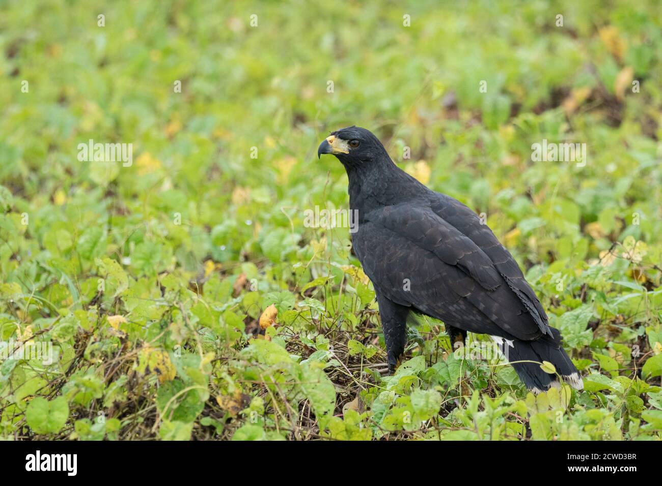 Un grande falco nero adulto, Buteogallus urubitinga, a caccia lungo il fiume Pacaya, Pacaya Samiria riserva, Perù. Foto Stock