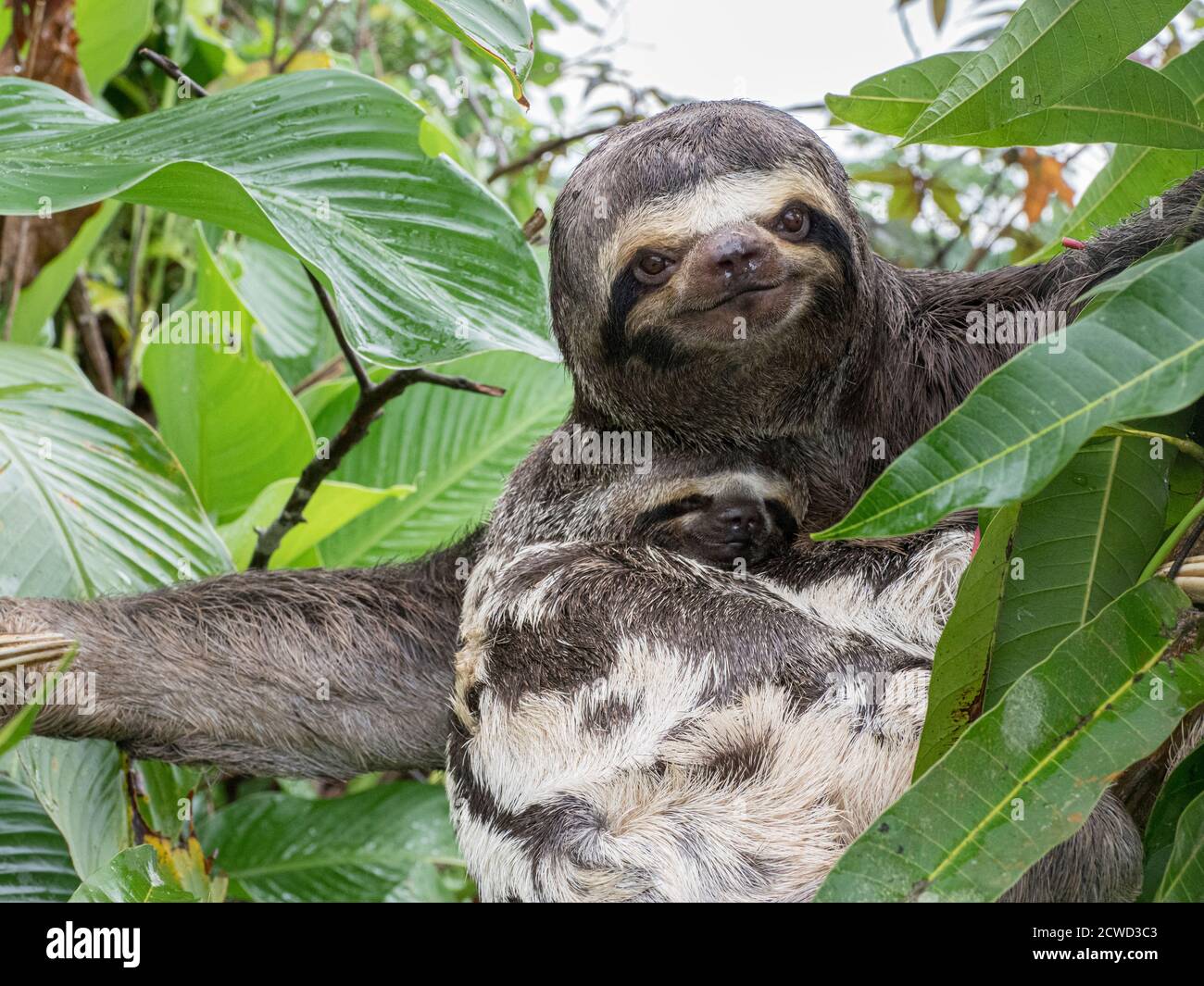 Madre e bambino bruno-gola bruno-bradipus variegatus, San Francisco, bacino amazzonico, Loreto, Perù. Foto Stock