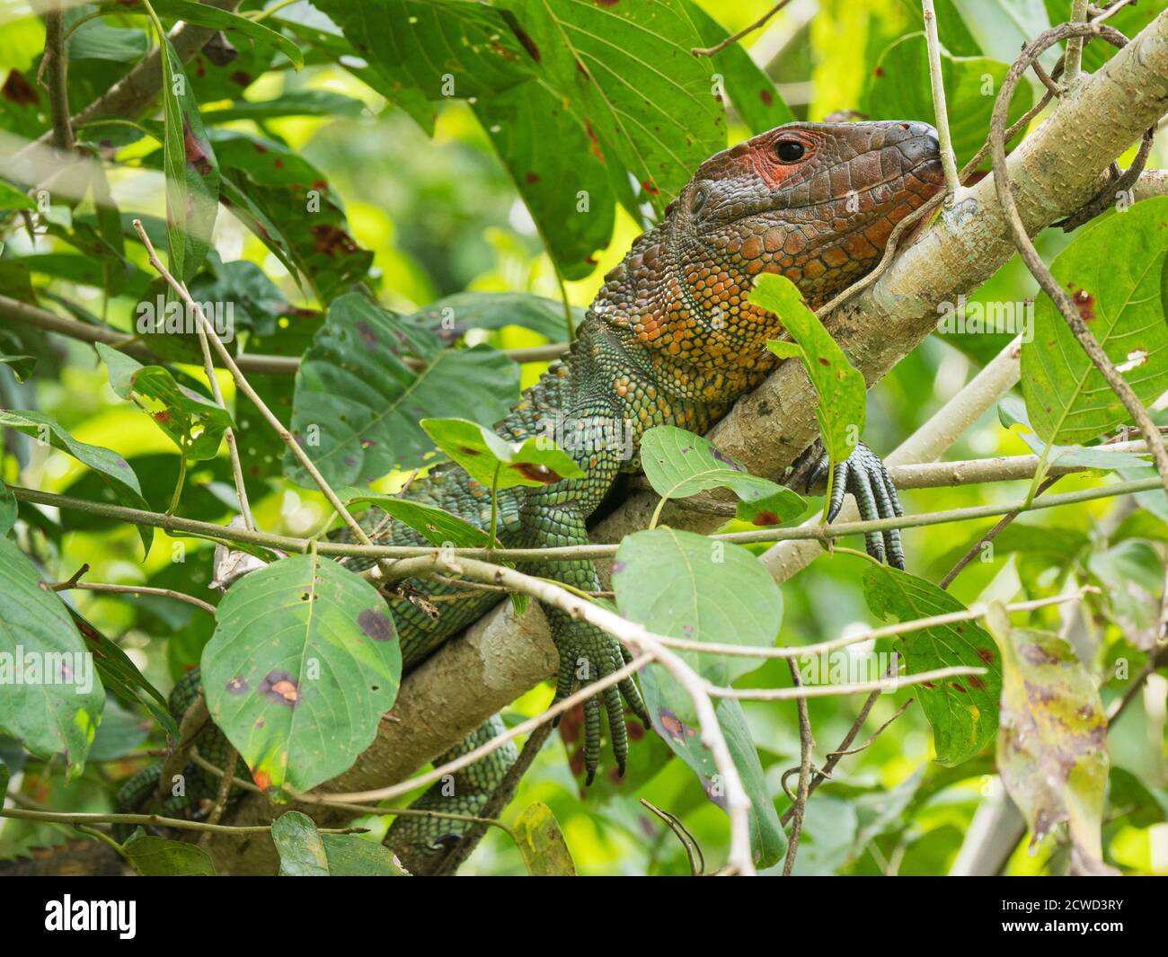 Lucertola caimana settentrionale adulta, Dracaena guianensis, crogiolandosi a Nauta Caño, bacino amazzonico, Loreto, Perù. Foto Stock