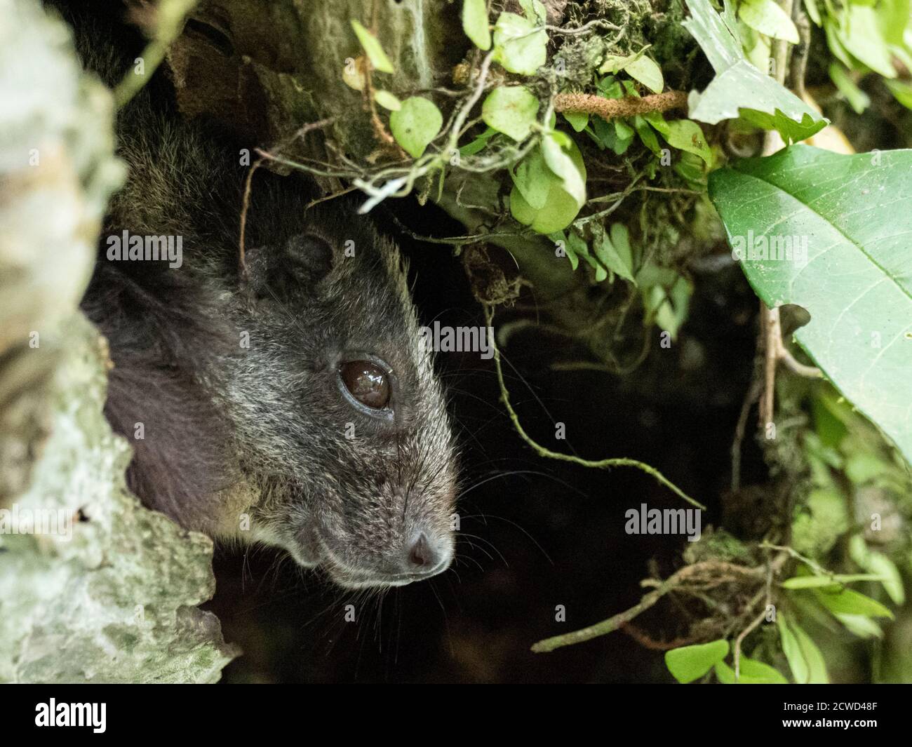Un ratto adulto con coda di pennello e corona gialla, Isothrix bistriata, a Belluda Caño, Amazon Basin, Perù. Foto Stock