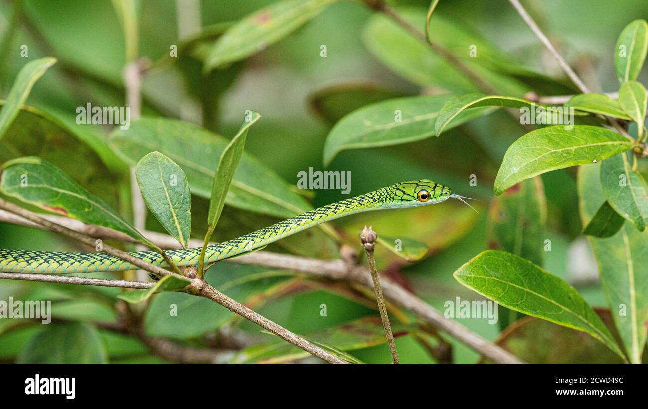 Serpente di pappagallo dalla pelle nera, Leptophis ahaetulla nigromarginatus, fiume Pacaya, bacino amazzonico, Loreto, Perù. Foto Stock