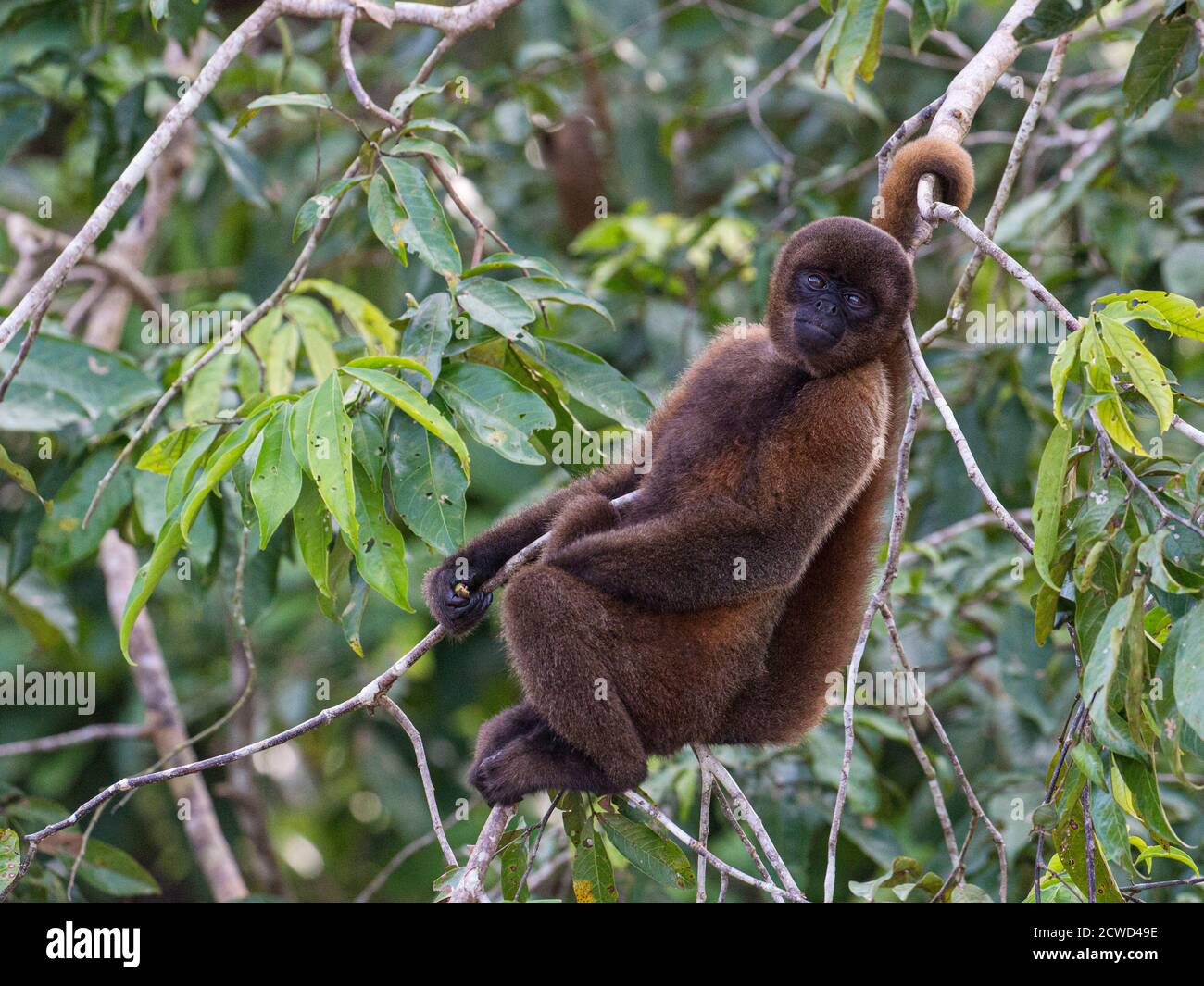 Scimmia vagabondante (Lagothrix lagothricha), Yarapa Caño, Río Ucayali, riserva di Pacaya-Samiria, Perù. Foto Stock