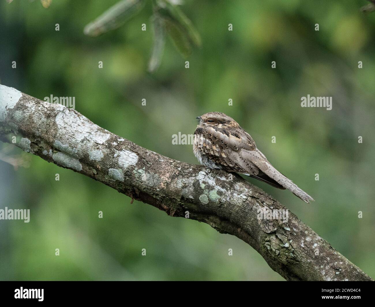 Un pauraque comune adulto, Nyctidromus albicollis, Belluda Creek, Ucayali River, Amazon Basin, Loreto, Perù. Foto Stock