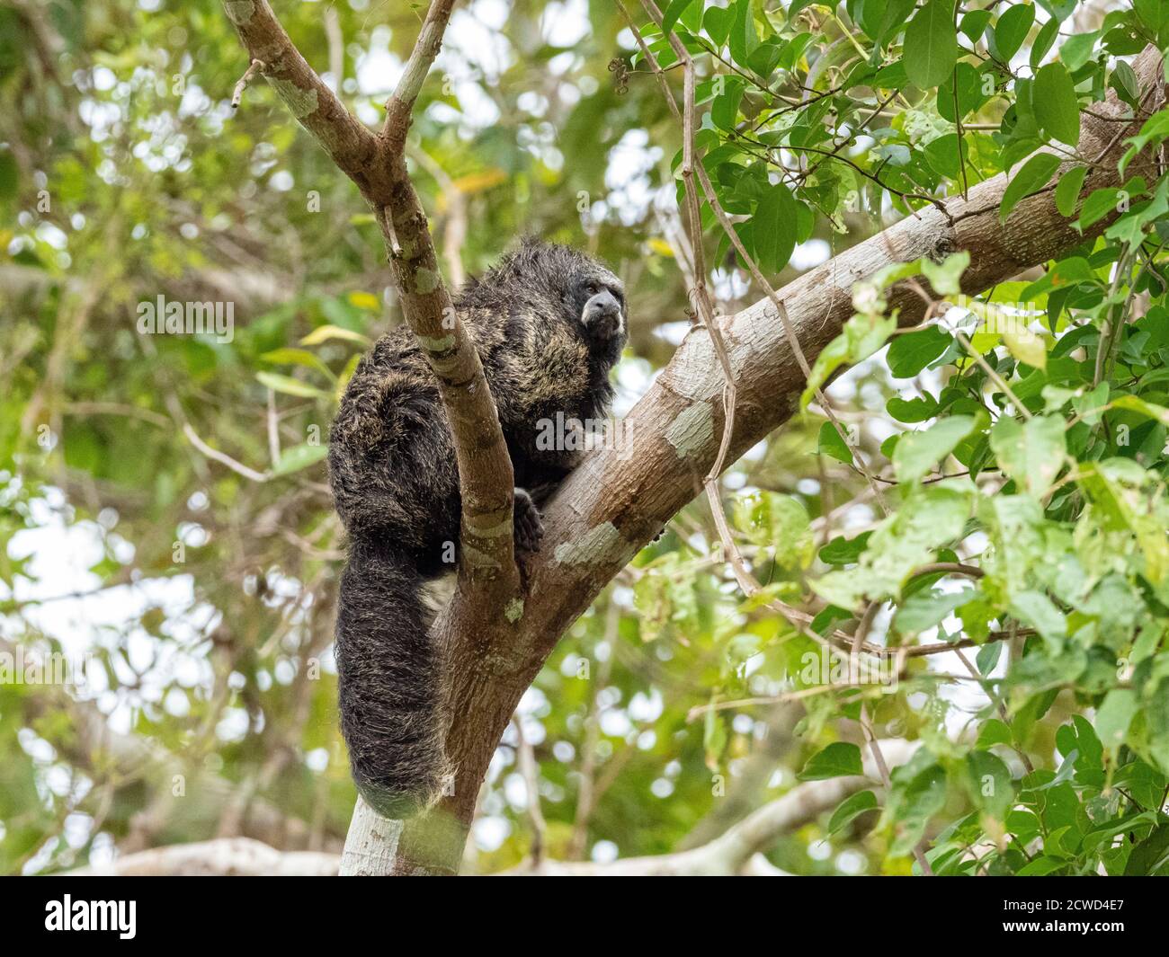 Una scimmia saki monaco adulto, Pitecia monachus, vicino al lago di Oxbow Atun Poza, Iquitos, Perù. Foto Stock