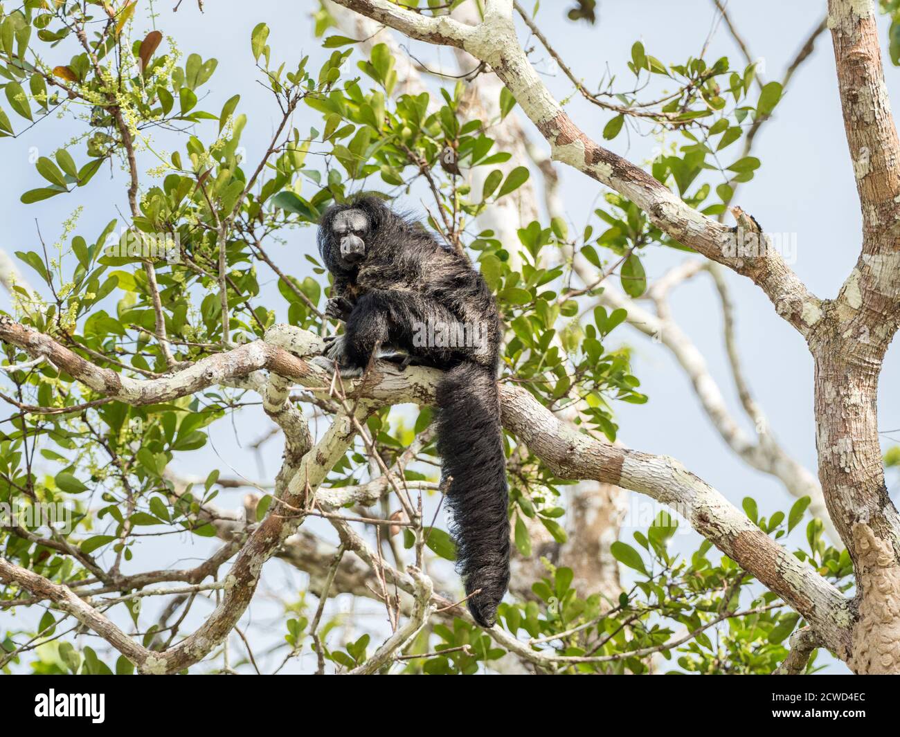 Una scimmia saki monaco adulto, Pitecia monachus, vicino al lago di Oxbow Atun Poza, Iquitos, Perù. Foto Stock