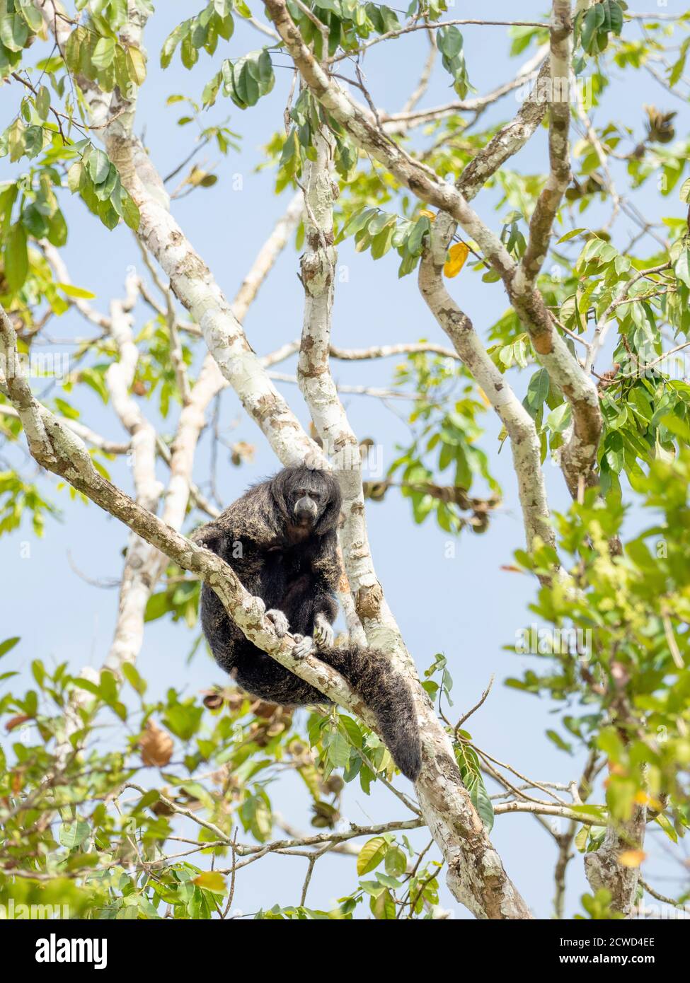 Una scimmia saki monaco adulto, Pitecia monachus, vicino al lago di Oxbow Atun Poza, Iquitos, Perù. Foto Stock