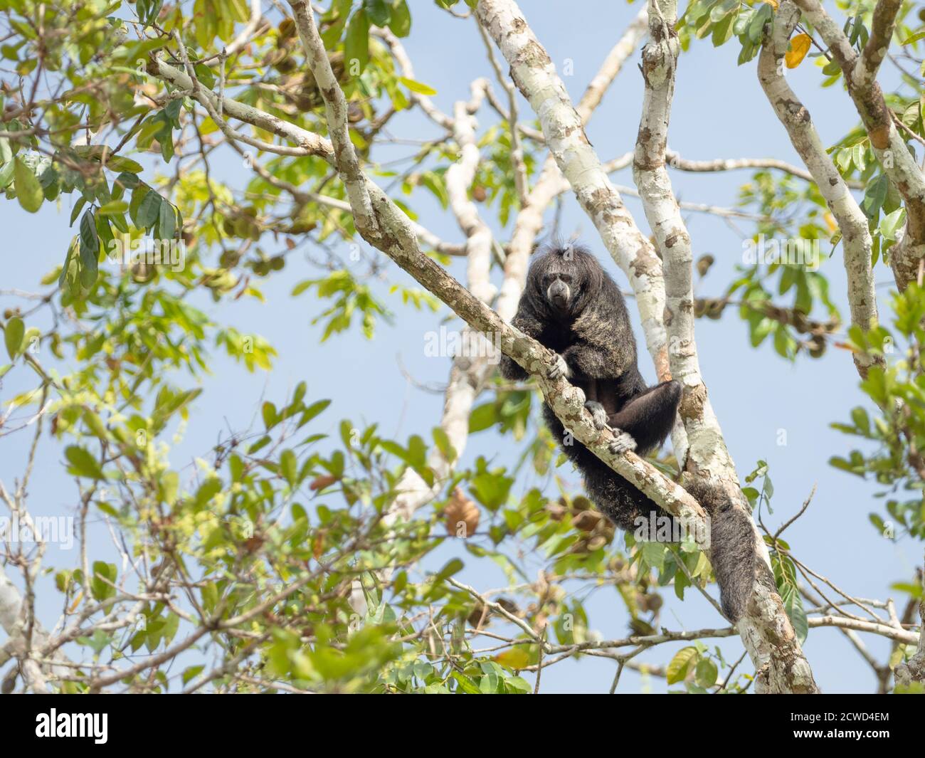 Una scimmia saki monaco adulto, Pitecia monachus, vicino al lago di Oxbow Atun Poza, Iquitos, Perù. Foto Stock