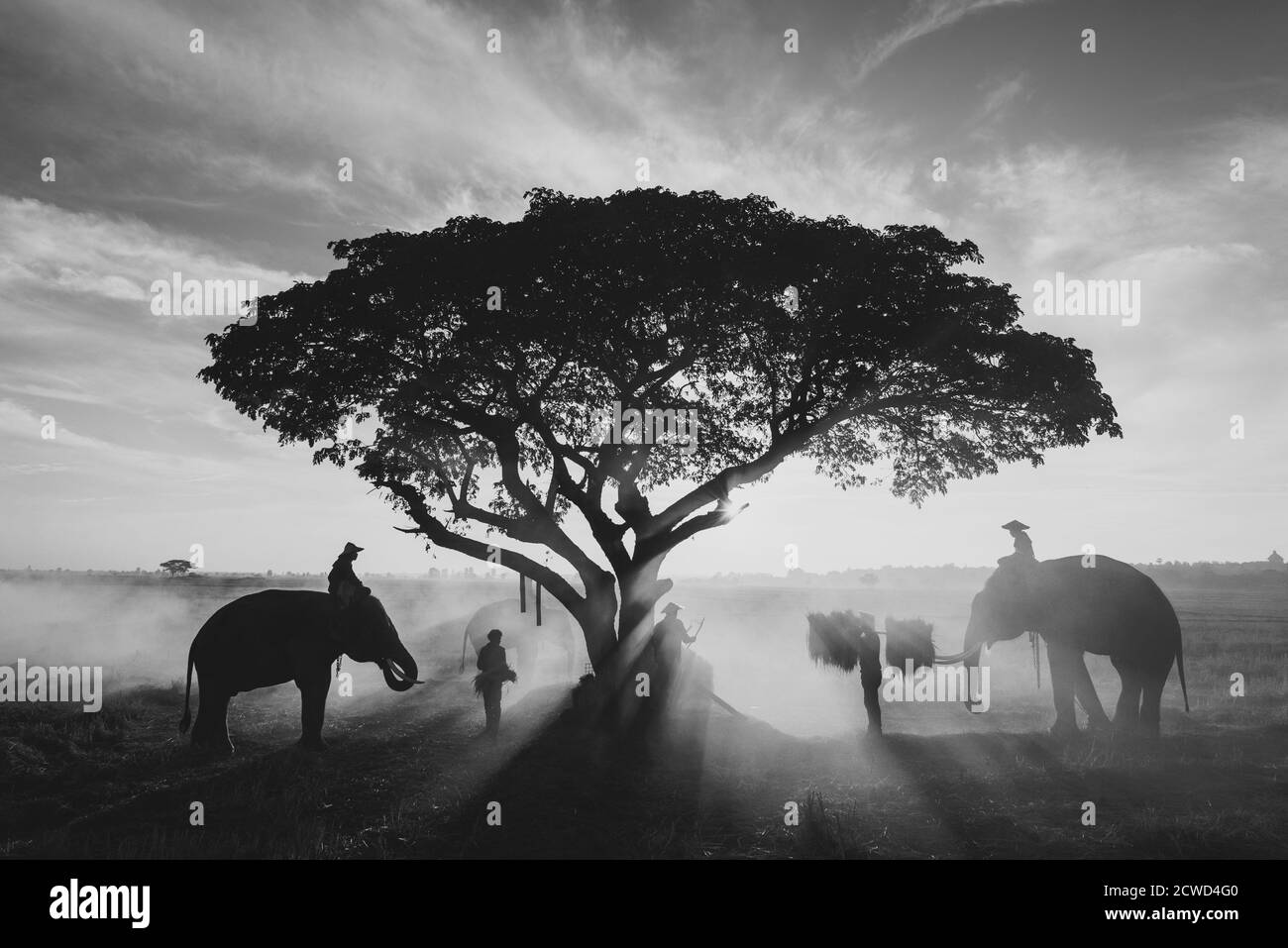 Coltivatori thailandesi che lavorano nei campi di riso Foto Stock