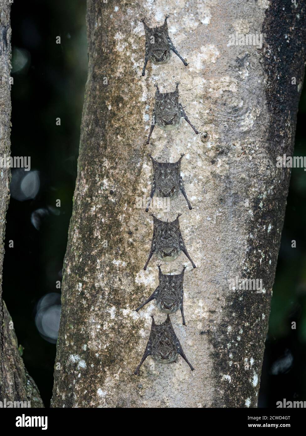 I pipistrelli di Proboschi adulti, Rhynchonycteris naso, riposanti durante il giorno sul fiume Yanayacu, Loreto, Perù. Foto Stock