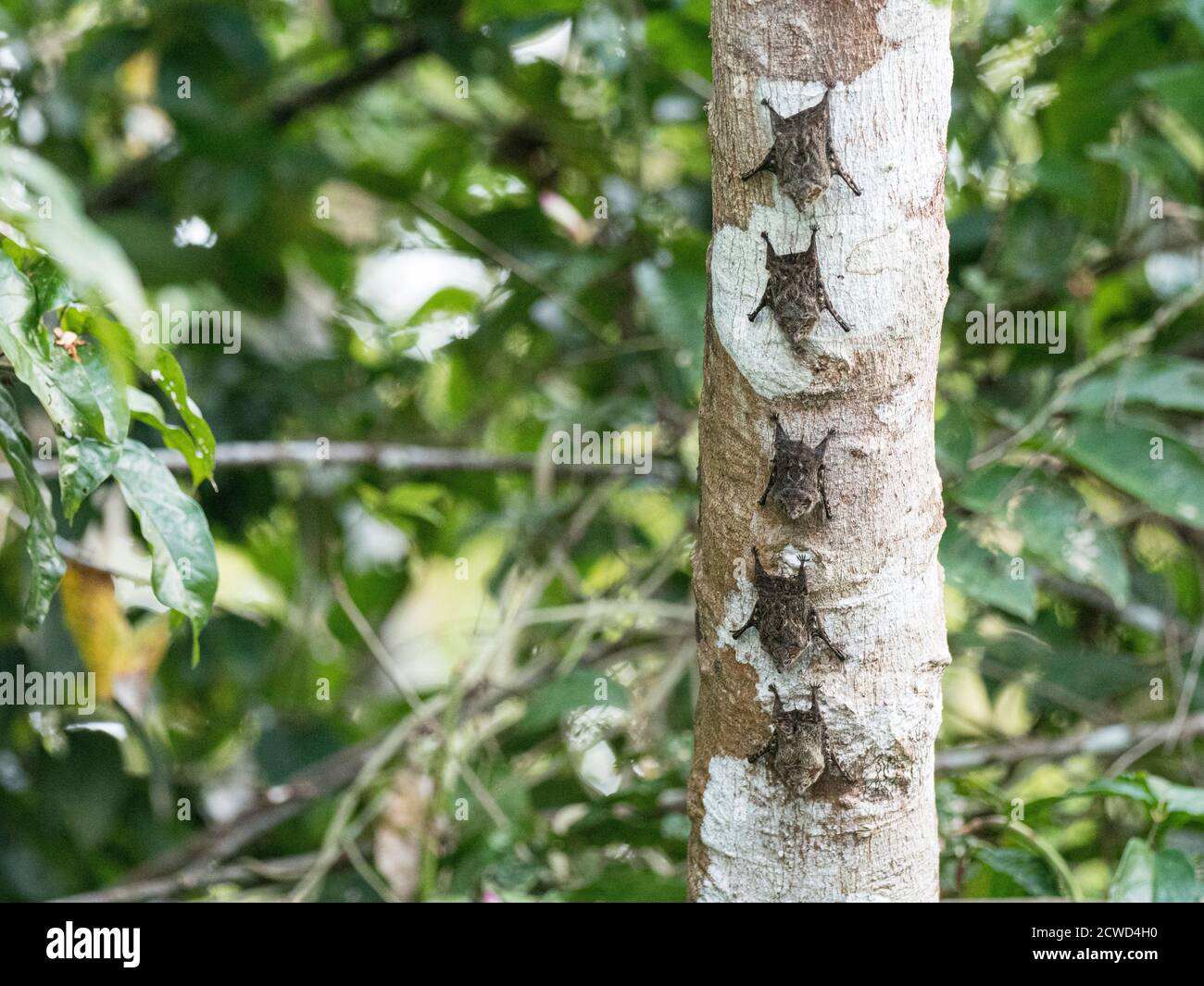 I pipistrelli di Proboschi adulti, Rhynchonycteris naso, riposanti durante il giorno su Nauta Caño, Loreto, Perù. Foto Stock