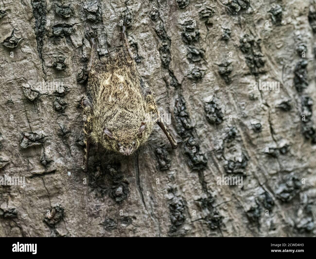 Pipistrelli di Proboschi adulti, Rhynchonycteris naso, riposante durante il giorno sul torrente Belluda, fiume Ucayali, Loreto, Perù. Foto Stock