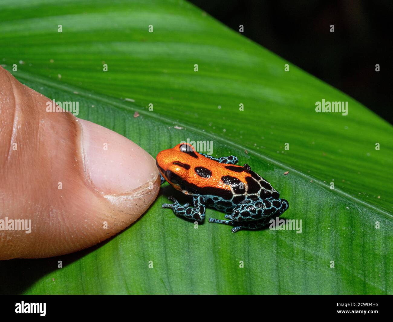 Una rana di veleno adulta, Ranitomeya reticulata sul fiume Marañon, vicino a Iquitos, Perù. Foto Stock