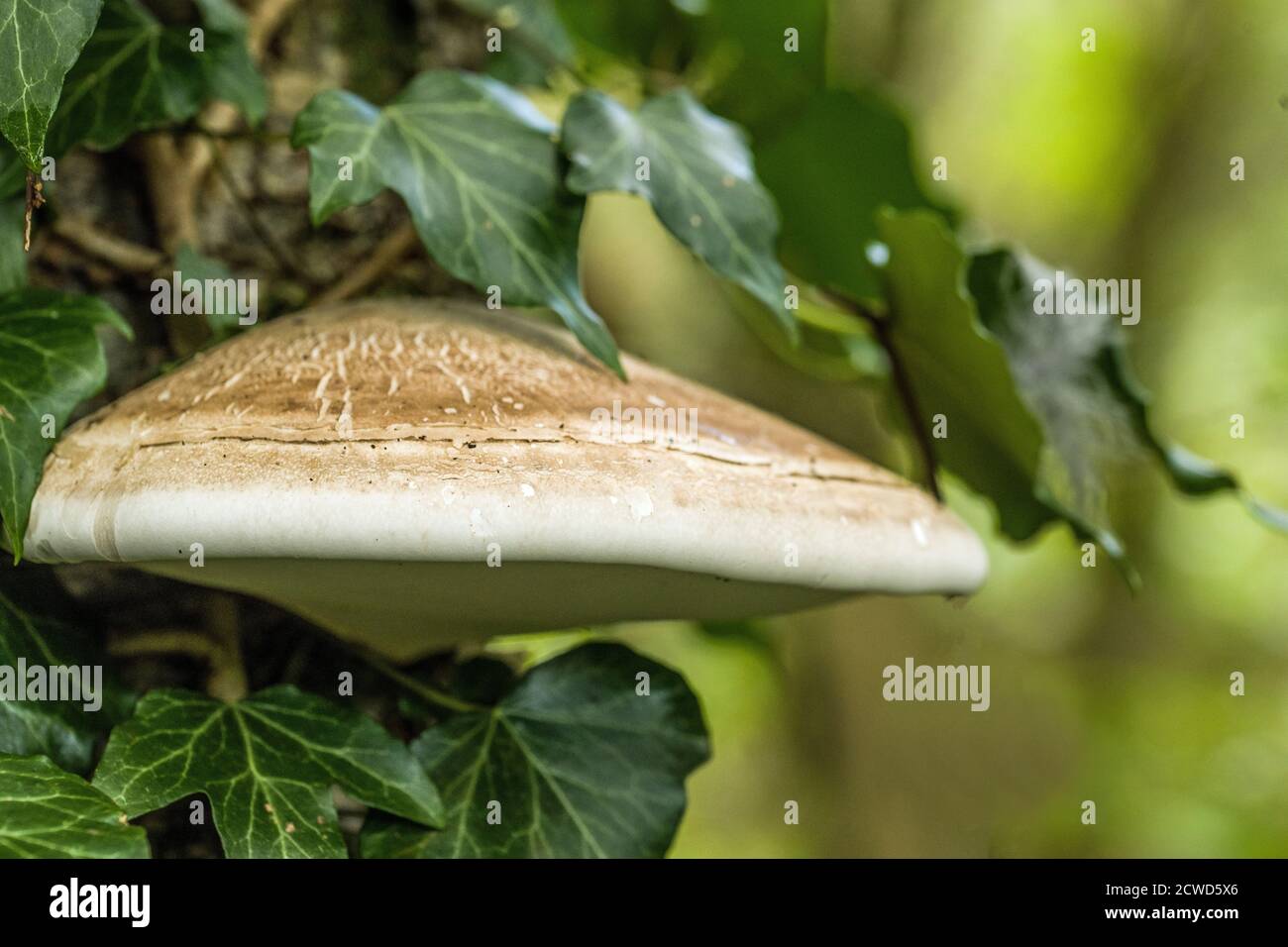 Betulla Polipore, o Piptoporus betulinus, cresce sui tronchi di alberi di betulla. Possono uccidere lentamente l'albero di betulla poi alimentare il legno morto. Foto Stock