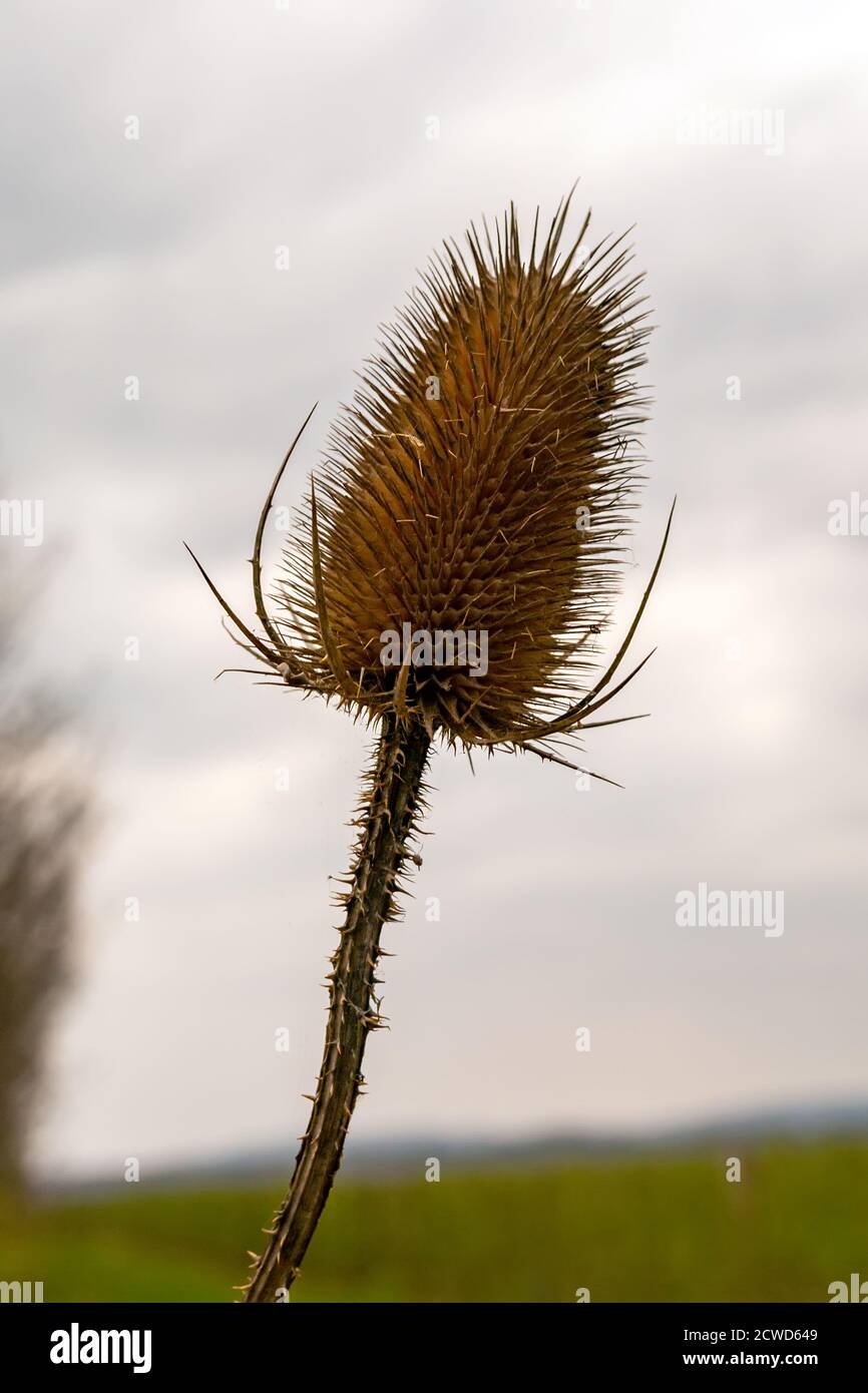 il tistello asciutto è marrone contro il cielo. Primo piano Foto Stock