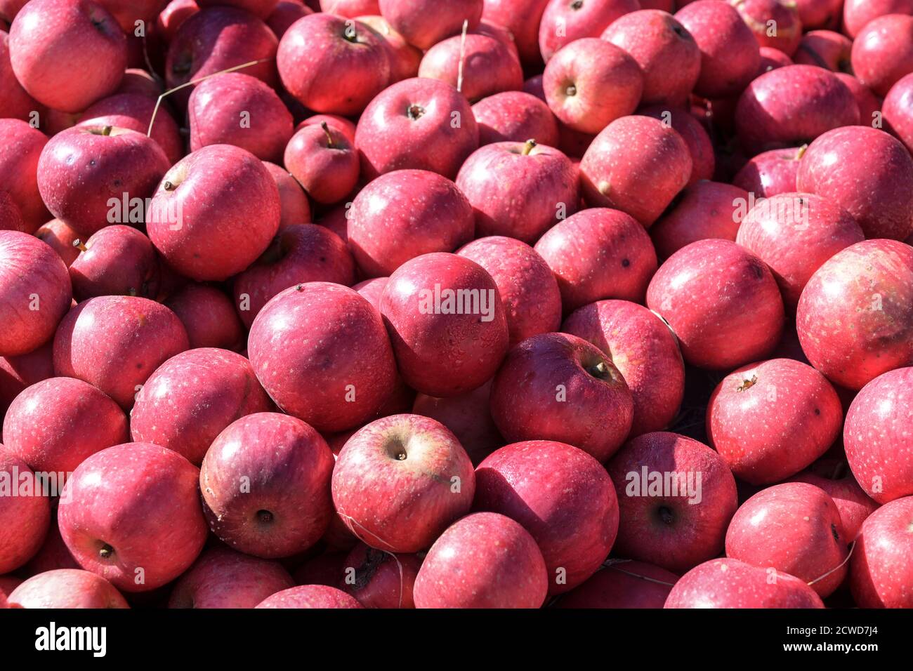 Un sacco di mele rosse organiche dopo il raccolto, sfondo full frame, fuoco selezionato, profondità di campo stretta Foto Stock