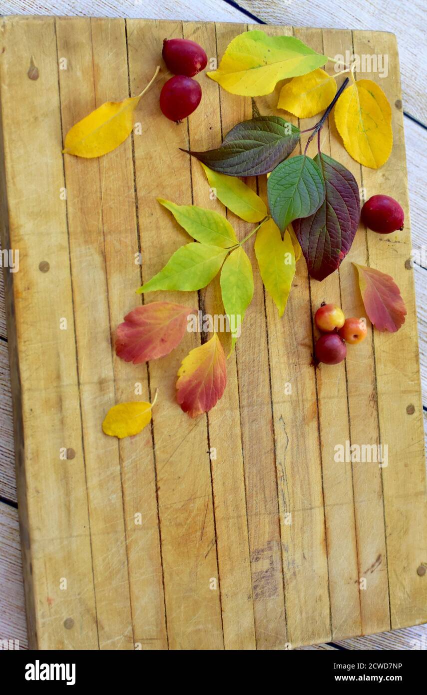 Foglie autunnali colorate disposte con motivi testurizzati per la stagione autunnale sfondo semplice Foto Stock