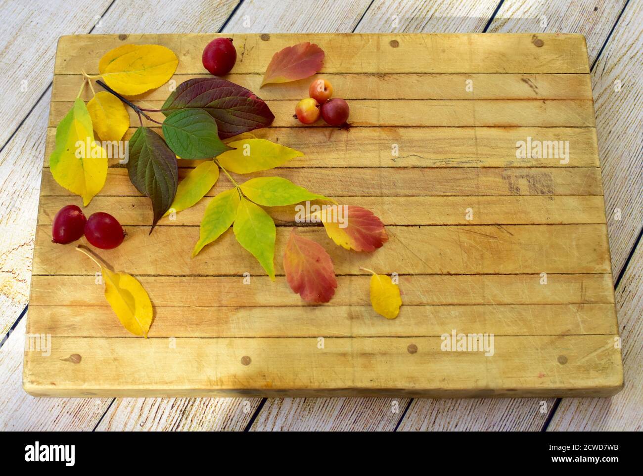 Foglie autunnali colorate disposte con motivi testurizzati per la stagione autunnale sfondo semplice Foto Stock