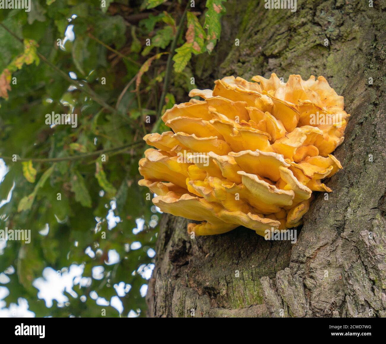Il pollo dei boschi, grande in stufati e casserole, deve essere cotto. Il pollo dei boschi, Sulphur Polyporus, Laetiporus sulfureus, cresce sugli alberi. Foto Stock