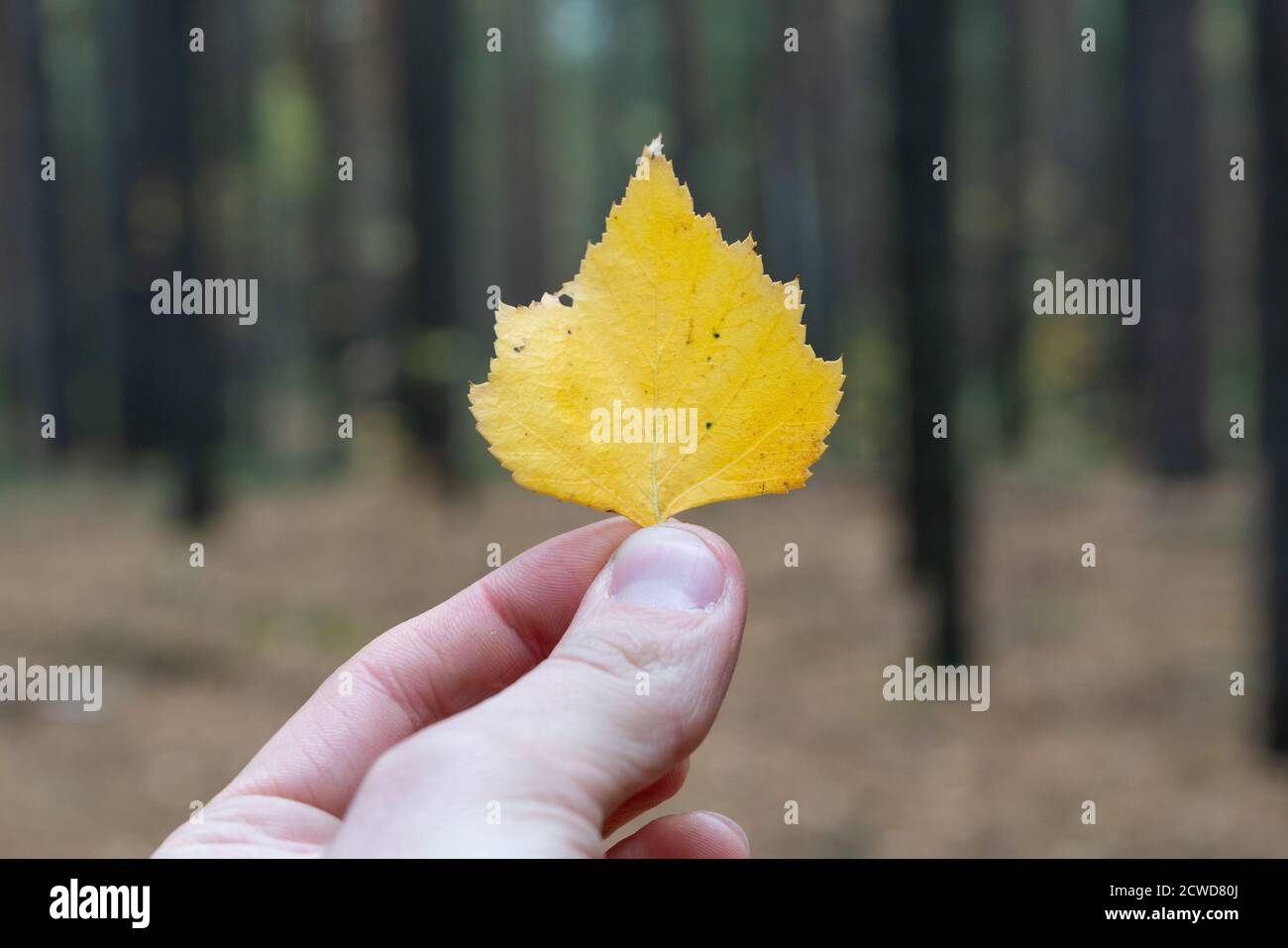 La mano tiene la foglia gialla d'autunno sullo sfondo della foresta Foto Stock