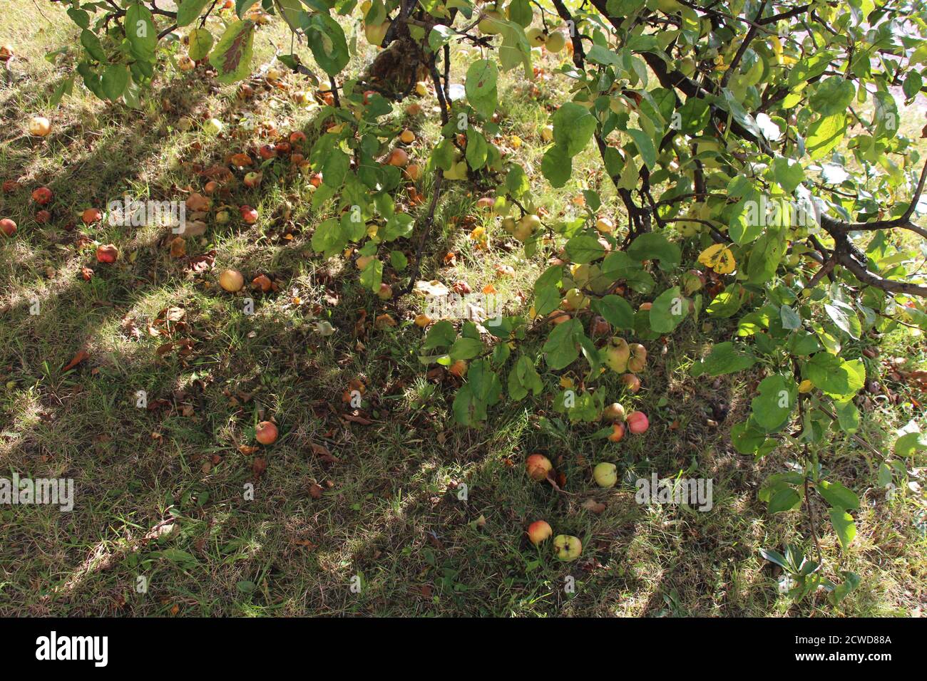 Le mele sono state fatte cadere a terra, dall'albero di mele nella strada. Alcune mele sono già fermentanti o mangiate da vespe. Foto Stock