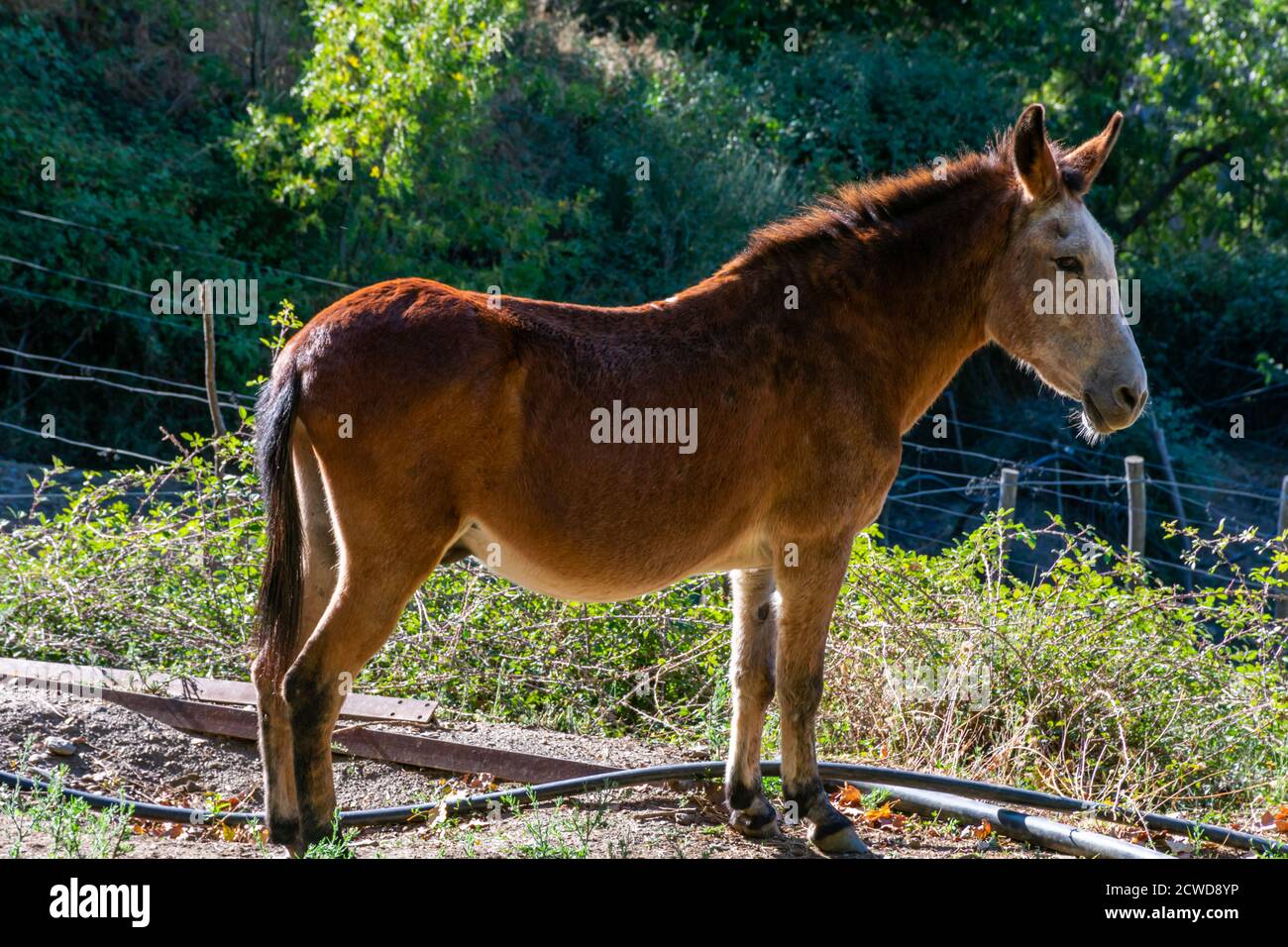 Mulo, una miscela di asino e mare, animale sterile molto apprezzato in campagna per la sua forza. Foto Stock