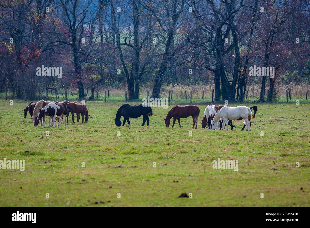 Cavalli che pascolano nel prato di Cades Cove nel Great Smoky Mountains National Park, Tennessee Foto Stock