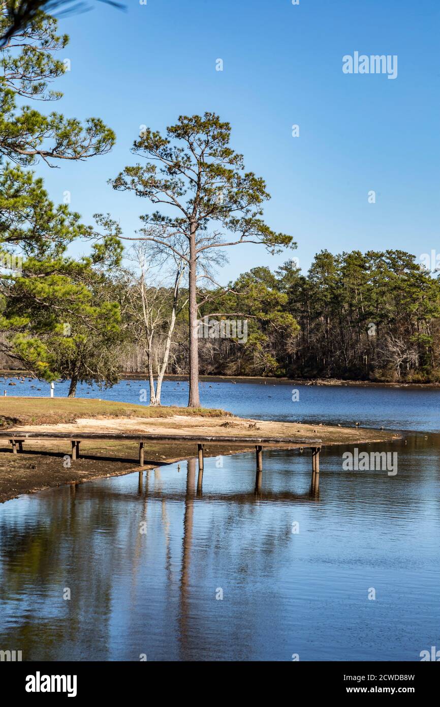 Acque basse del lago Geiger presso il Paul B. Johnson state Park vicino a Hattiesburg, Mississippi, USA Foto Stock