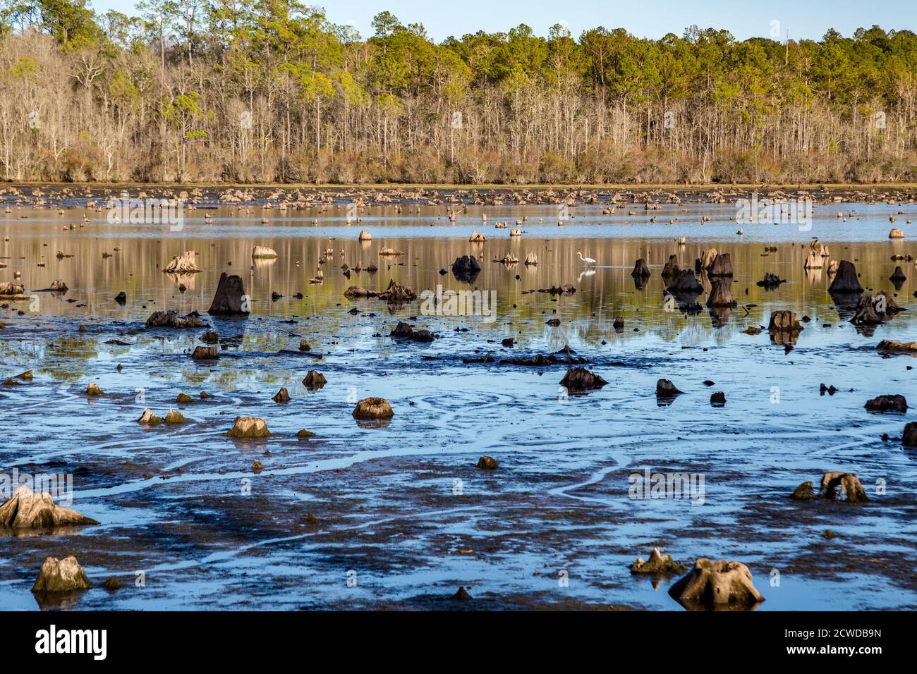 I ceppi sporgono dalle acque basse del lago Geiger presso il Paul B. Johnson state Park vicino a Hattiesburg, Mississippi, USA Foto Stock