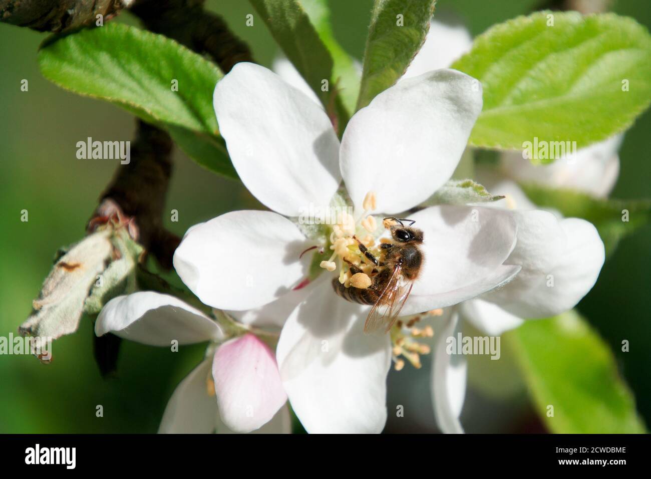 Ape di miele, Apis mellifera, su un fiore bianco, giardino a Didsbury, Manchester, Regno Unito Foto Stock