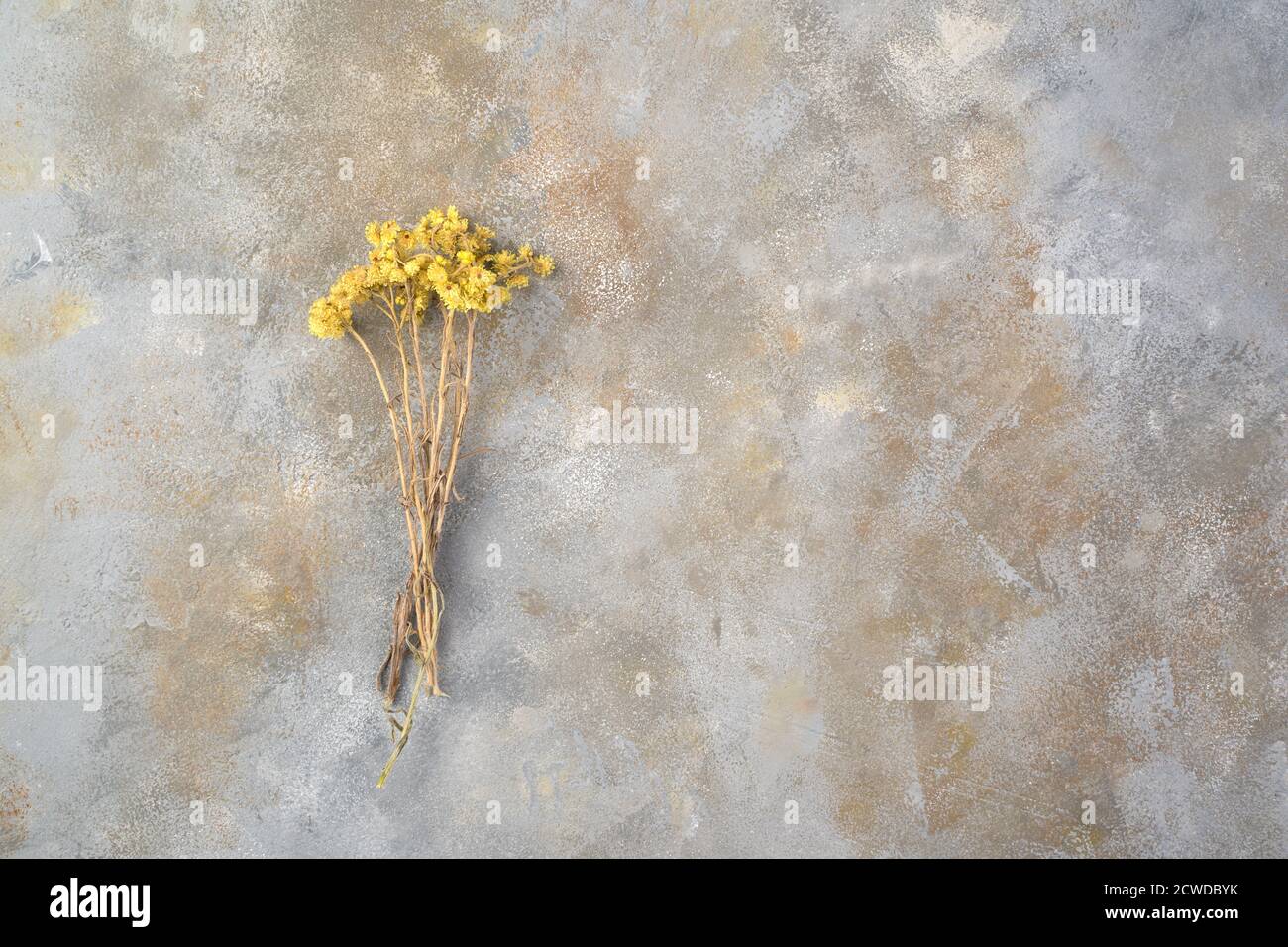 Un bouquet di fiori selvatici secchi d'autunno su uno sfondo grigio di cemento. Foto Stock