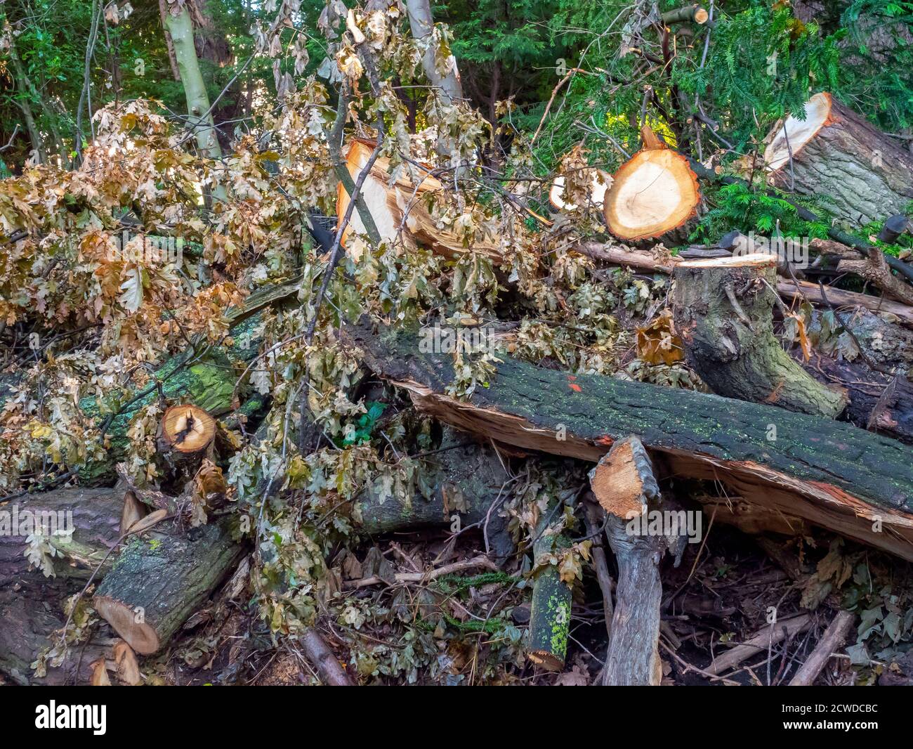 Resti di un ramo molto grande di un albero di quercia che cadde in alto venti bloccando un sentiero pubblico nel Nord Yorkshire tagliato in piccoli pezzi. Foto Stock