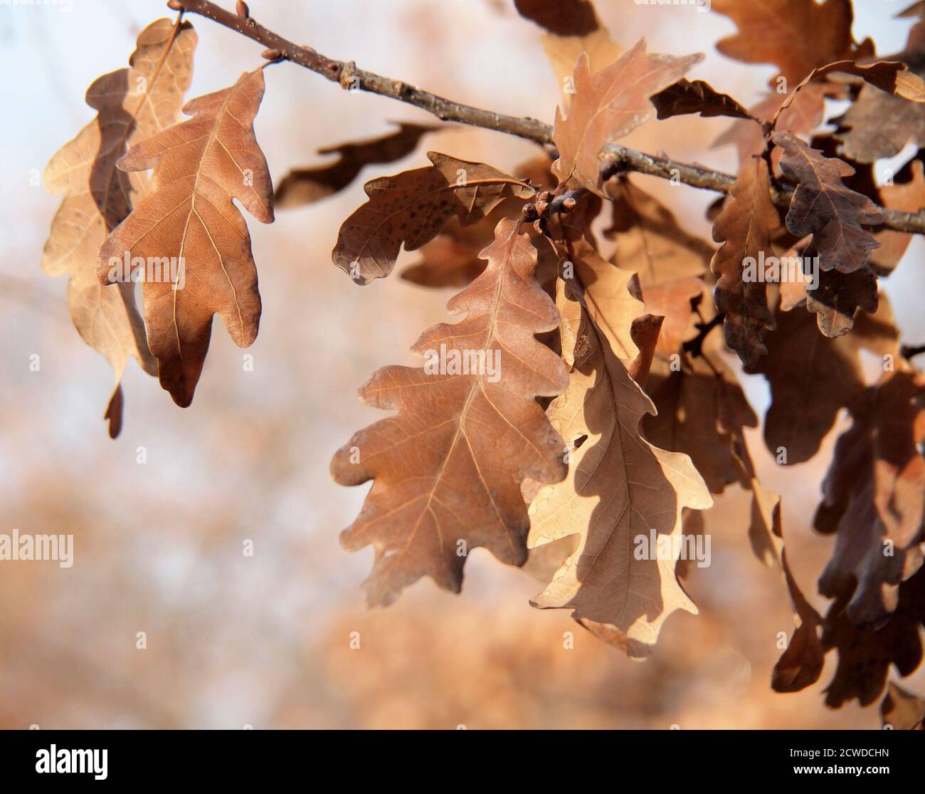 Hojas secas de roble. Sierra de Guadarrama. Madrid. España Foto Stock