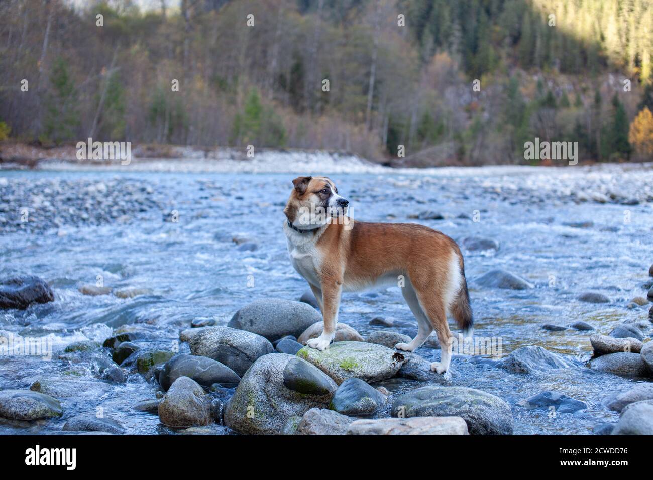 Un cane di mescolanza Husky di San Bernardo che si trova lungo la riva rocciosa del fiume in Squamiah, Columbia Britannica con gli alberi sullo sfondo Foto Stock